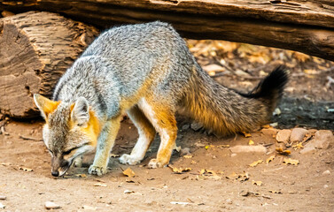 Gray Fox Looks For Food On The Ground