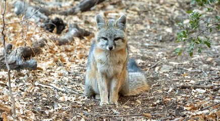 Gray Fox Sits On Trail In Big Bend