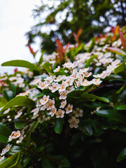 Clustered white blossoms emerging among vibrant green leaves on a lush shrub, captured in soft natural light with a shallow depth of field for a serene scene