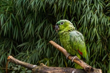 lively green parrot with yellow forehead observing surroundings in nature reserve environment
