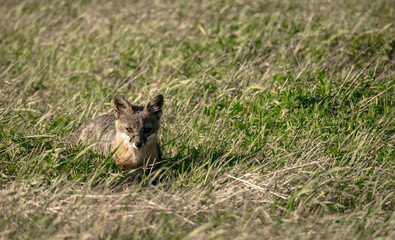 Island Fox Sits In The Tall Grasses On Santa Rosa In Channel Islands