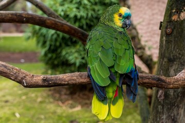 colorful bird scenery, parrot grooming showing radiant tail and shimmering feather hues in park