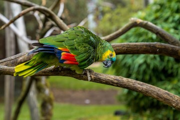 brightly colored feathered bird in park scene, lively image of vibrant parrot balancing outdoors