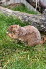 captivating wildlife image showcasing prairie dog with textured fur and blurred background