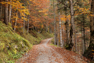 Naklejka premium strada sterrata, coperto di foglie cadute, che si snoda attraverso un bosco di montagna nel nord Italia, in autunno