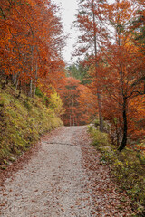 Fototapeta premium strada sterrata, coperto di foglie cadute, che si snoda attraverso un bosco di montagna nel nord Italia, in autunno