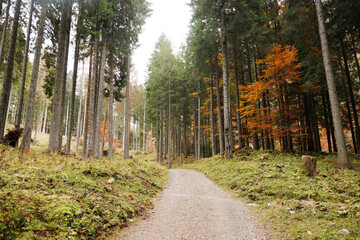 Fototapeta premium vista panoramica su di una strada sterrata che attraversa una grande foresta di alti abeti, tra le montagne del Friuli Venezia Giulia nord occidentale, in Italia, di giorno, in autunno