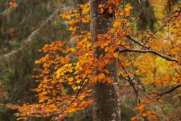 rami di albero di faggio con foglie autunnali dai colori caldi,  in un bosco di montagna nelle Alpi...