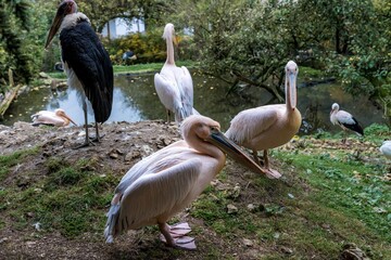 waterfowl collect on rocky coast, seabirds and storks bond together on rugged seaside landscape