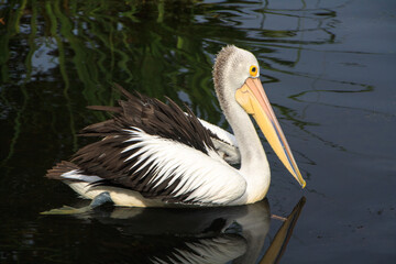Pelicans swimming in the pond