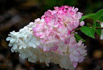 Beautiful white and pink hydrangea flowers.