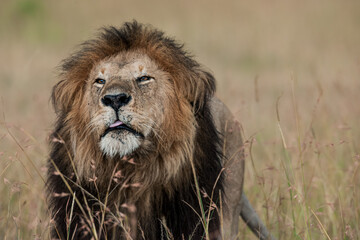 lion in the savannah