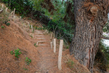 Rustic Trail with a Tree in a Natural Landscape