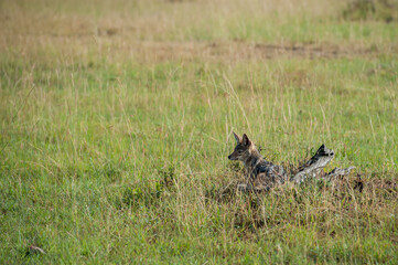 jackal in the national park Masai Mara