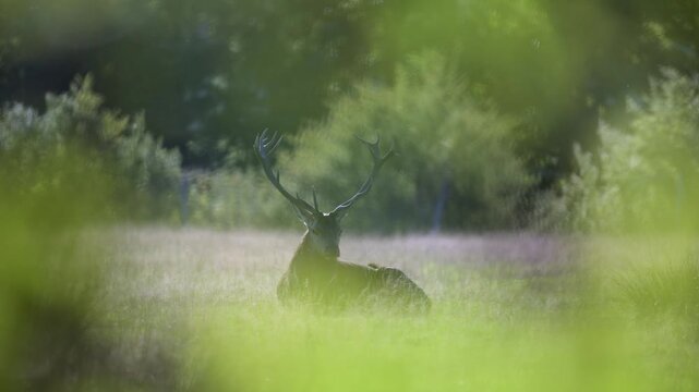 Red deer stag with big antlers observing smelling and listening lying down in a plain during the rut in a park. Cervus elaphus, Sologne, Loiret 45, r&eacute;gion Centre Val de Loire, France, Europe