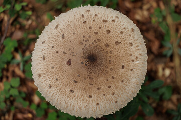 vista macro da sopra del grande berretto di forma rotonda di un fungo di Macrolepiota procera, in un ambiente naturale, a inizio autunno