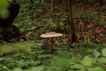 vista macro orizzontale di un esemplare di fungo Macrolepiota procera nel suo ambiente naturale, di giorno, a inizio autunno