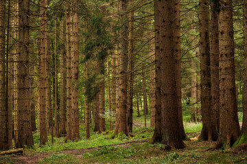 Obraz premium dettagli di una foresta di abeti tra le montagne alpine del Friuli Venezia Giulia, nel nord Italia, di giorno, in autunno