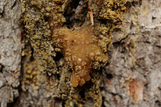 vista macro di resina secca di abete lungo la corteccia di un albero