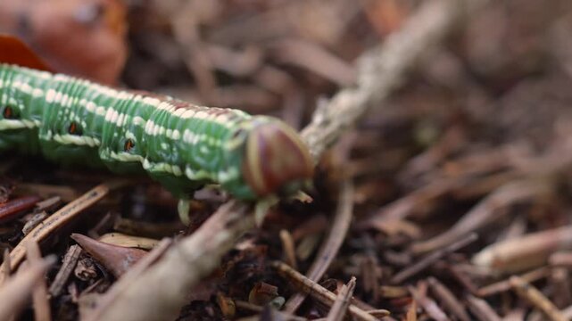 ripresa video ultra macro in tempo reale di un esemplare di bruco verde e a strisce chiare mentre si muove di giorno su un terreno naturale coperto da aghi di conifere ed altri piccoli elementi