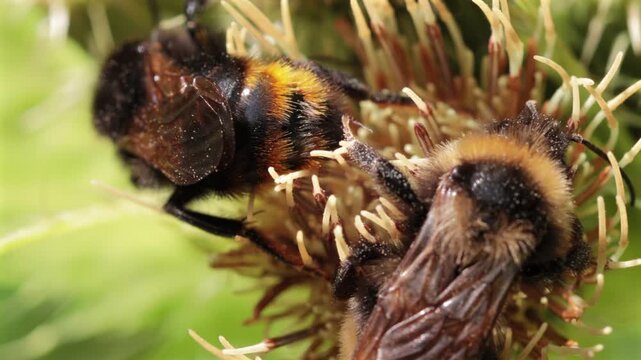 Bellissimo filmato ultra macro ed in tempo reale di api su un fiore, di giorno, a fine estate,  in un ambiente naturale, nel nord Italia
