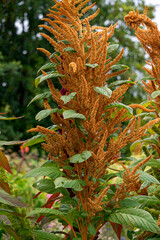Different varieties of amaranth with multi-colored flowers.