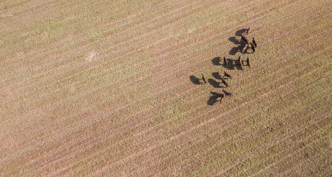 Herd of wild European bison on a field, Poland, top-down drone photo