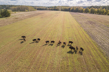 Wild European bisons in an agricultural habitat, drone photo, Poland © Witold Lapinski