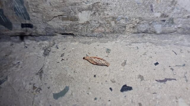 A macro view of moving bag worm moth larva or phereoeca crawling on the floor