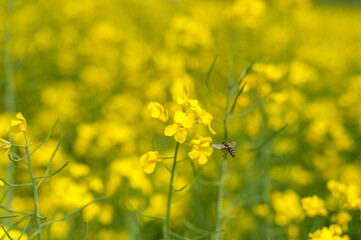 Bee Flying Over A Bright Yellow Canola Field With Blooming Flowers In A Meadow