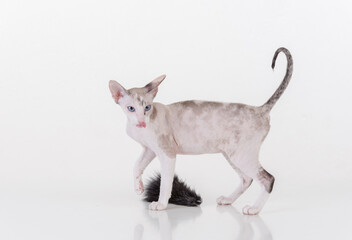 Bright Hairless Very Young Peterbald Sphynx Cat on the white table with reflection.