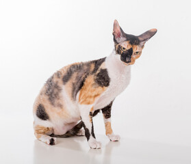 Curious Cornish Rex Cat Sitting on the White Desk. White Background