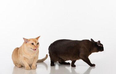 Black and Bright Brown Burmese cats Couple. Isolated on white background