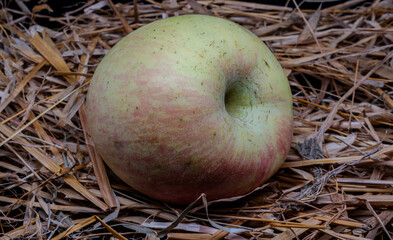 A composition of a typically autumnal fruit, such as the apples, which enhances its beauty and details.