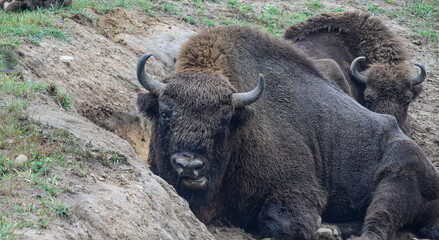 European bisons resting on the ground, Poland, in captivity
