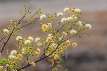 Sweet acacia tree in the India, Vachellia farnesiana 