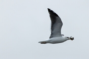 Great Black Backed Gull (Larus marinus), common along coasts and rocky islands across Europe