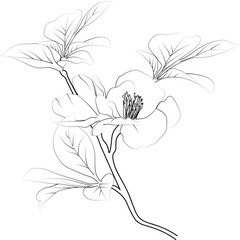 Sketch of outline Quince flower coloring book, hand-drawn vector illustration, artistically engraved ink art, blossom Quince flower, aesthetic flower coloring pages, isolated on white background 