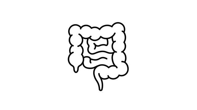 Animated bowel icon. Large intestine line animation. Human anatomy. Digestive system. Gastrointestinal tract. vector illustration
