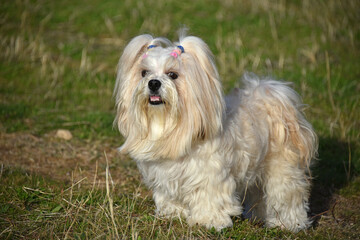 Lhasa Apso dog a long-haired guard dog used in Tibetan monasteries almond-shaped eyes dog-lion animals nature fauna
