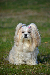 Lhasa Apso dog a long-haired guard dog used in Tibetan monasteries almond-shaped eyes dog-lion animals nature fauna sitting