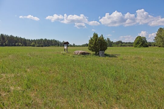 View of Aljava Ukukivi (Offering stone of Uku) boulder with juniper tree beside it in a grassy field, surrounded by low-lying vegetation in sunny summer weather with clouds in the sky, Muhu, Estonia.