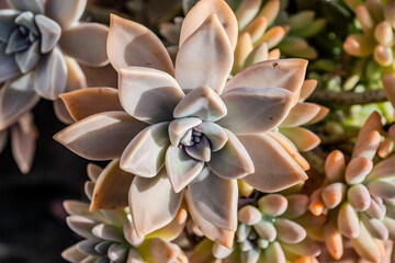 Spectacular photos of succulent plant Crassula ovata 11-25