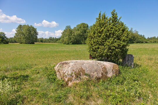 View of Aljava Ukukivi (Offering stone of Uku) boulder with juniper tree beside it in a grassy field, surrounded by low-lying vegetation in sunny summer weather with clouds in the sky, Muhu, Estonia.