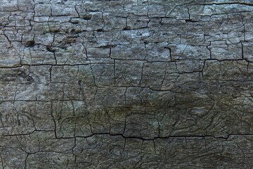 Close-up of intricate patterns visible on the wood are bark beetle galleries, which are feeding tunnels created by the larvae of bark beetles in summer, Abruka, Saaremaa, Estonia.