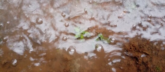 Bubbles and green shoots in clear muddy water