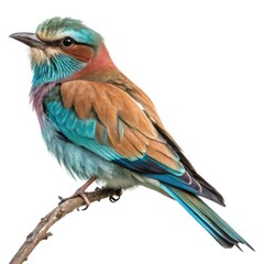 Naklejka premium A vibrant lilac breasted roller bird perched on a thin branch with a plain white background showcasing its colorful plumage