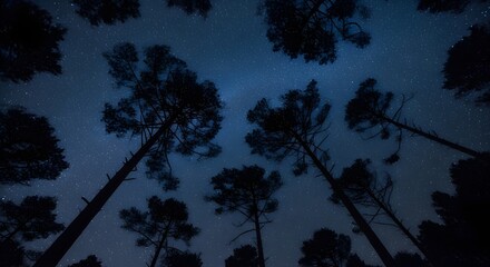 Looking Up at a Starry Night Sky Framed by Tall Silhouettes of Pine Forest Trees