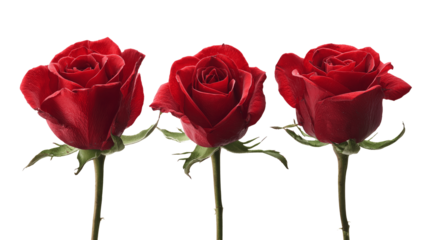 Three vibrant red roses in bloom, symbolizing love and passion, with lush green stems.