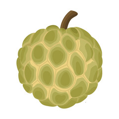 Sugar apple fruit. Vector illustration. Highlights and shadows. Isolated on a white background.